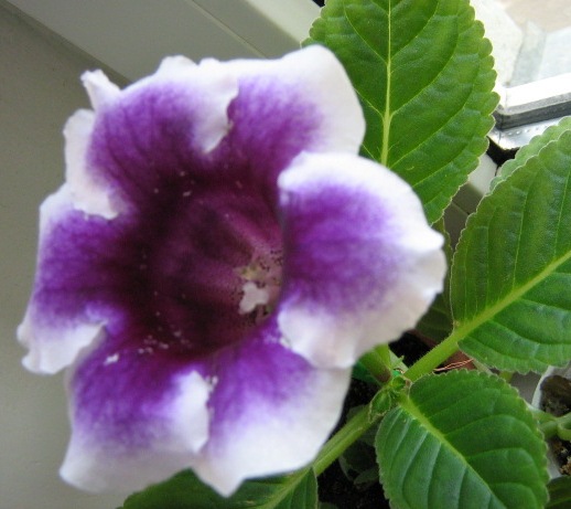 Тоже віращена из семян.Посеяны в апреле смесь семян.Очень похожа на первую