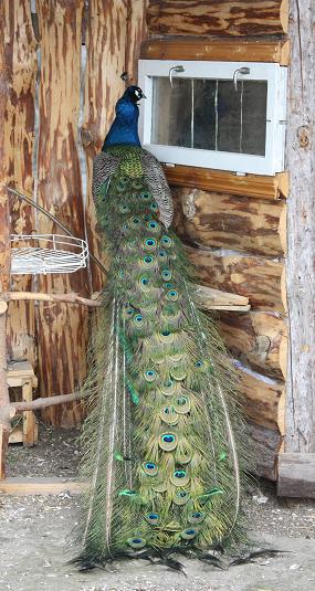 16 павлин мавлин.jpg