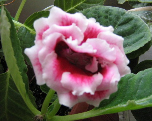 Тоже из семян.Брокаде смесь.выжила одна.