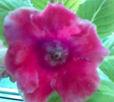 И тоже из семян