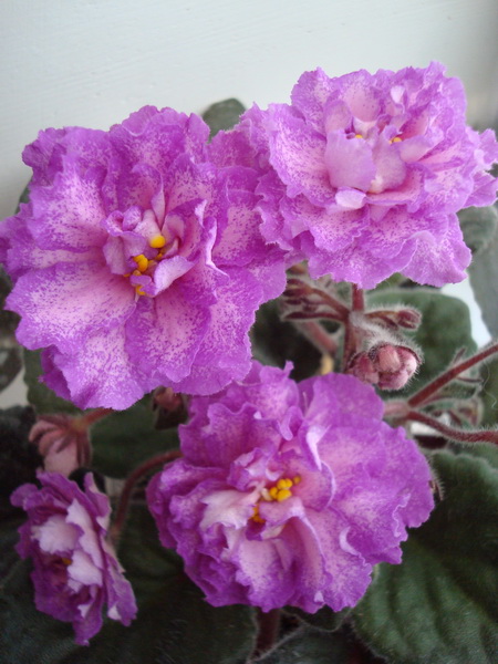 DSC03593_новый размер.JPG