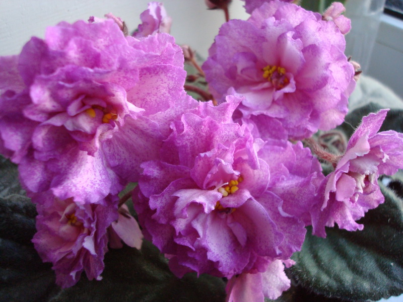 DSC03609_новый размер.JPG