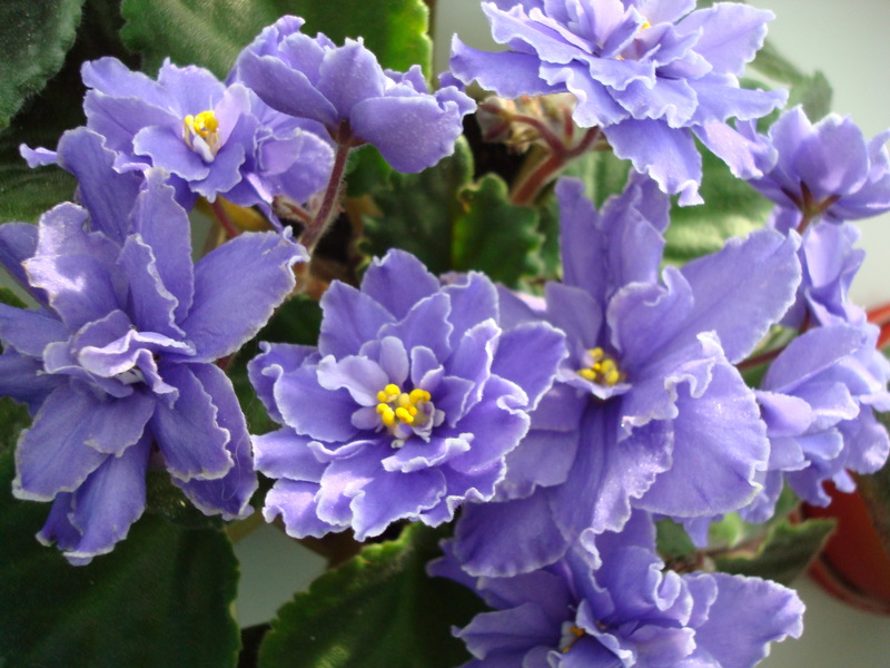 DSC03590_новый размер.JPG