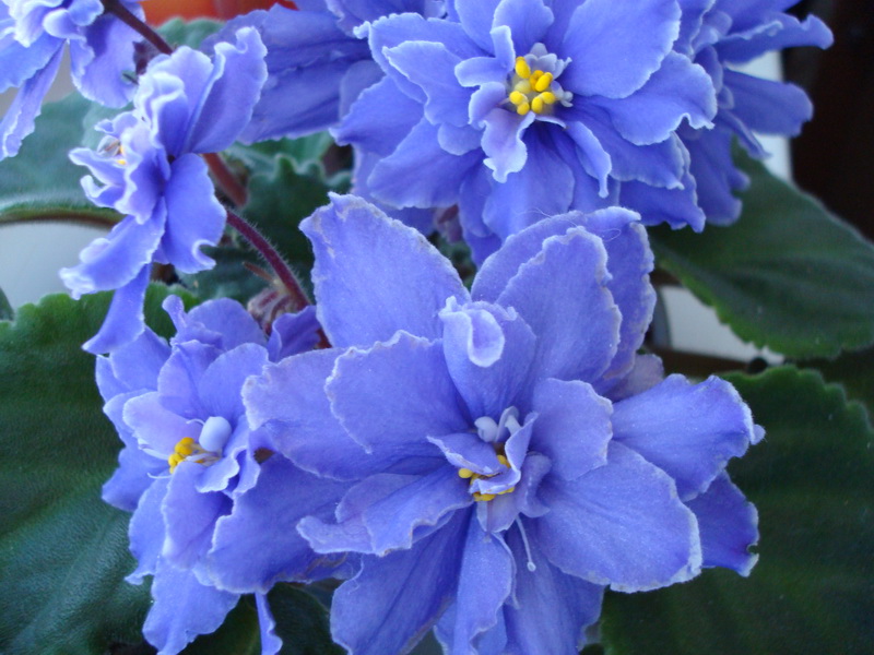 DSC03605_новый размер.JPG