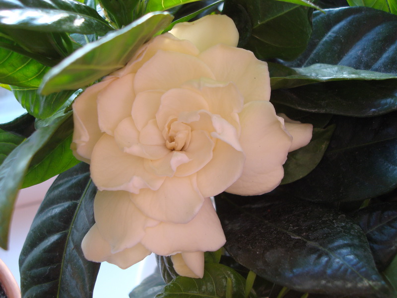 Вод на днях новый цветочек  открылся!