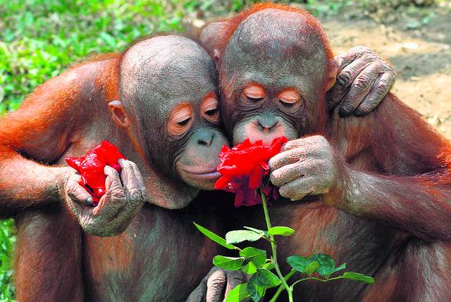 Orang_Utan_Rose.jpg