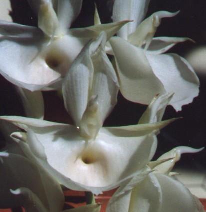 catasetum pileatum.jpg