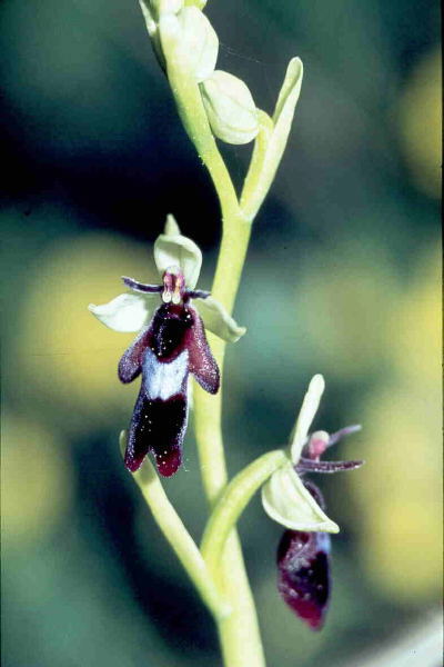ophrysinsectifera.jpg
