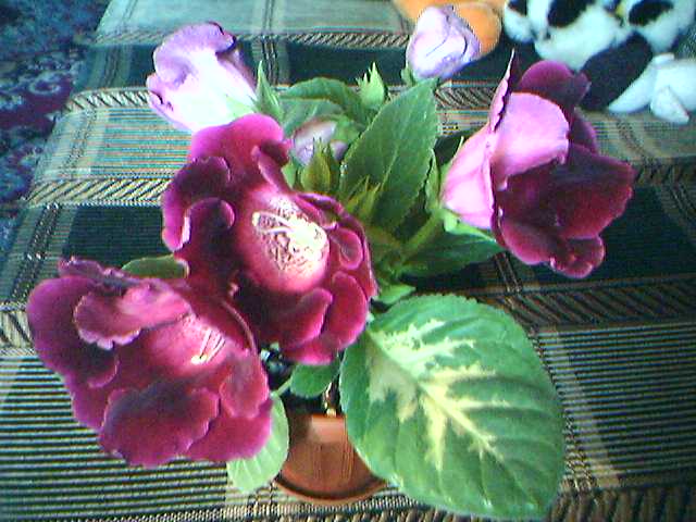 10-05-06 Выращена  из семян  Аванти  F1 смесь.jpg