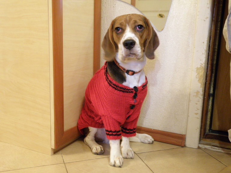 Антонио 1.JPG