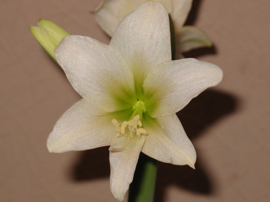 Сонатини белый получился