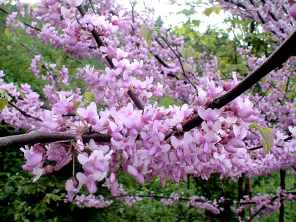 очень интересное растение - из семейства акаций (если судить по форме цветов и сумасшедшему аромату), но названия не нашла...