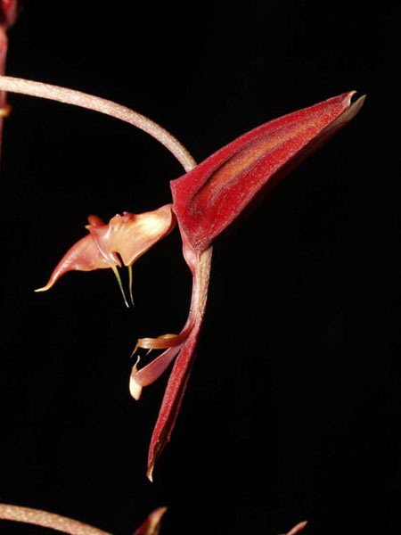 Gongora quinquenervis1.jpg