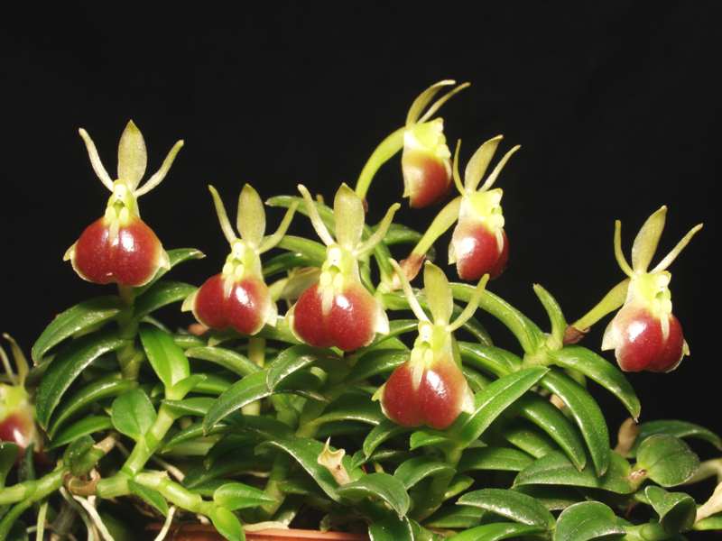 Neolaehmannia porpax.jpg