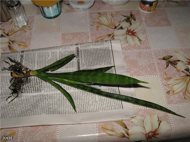 Sansevieria kirkii сv 'Friends'.jpg