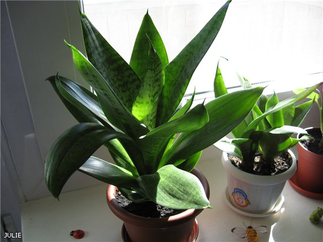 ОБЫЧНАЯ ХАННИ.jpg