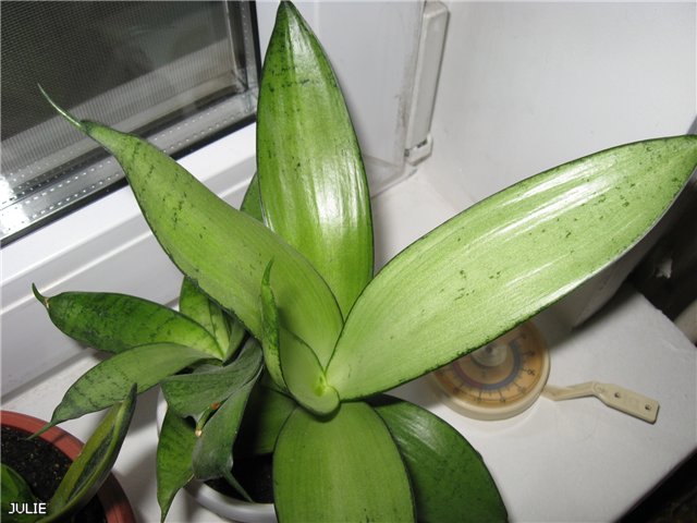 СИЛЬВЕР ХАННИ.jpg