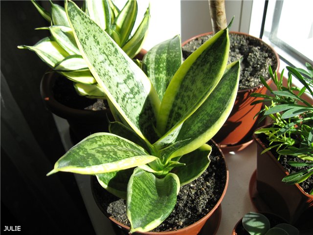 ХАННИ ВАРИЕГАТА.jpg