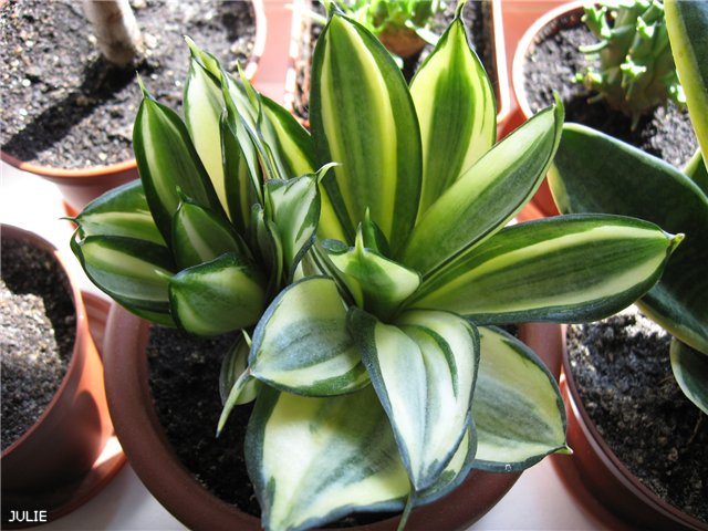 ХАННИ ФАВОРИТ.jpg