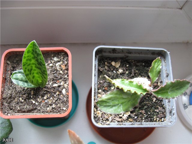 ДРИМИОПСИС КИРКИИ.jpg