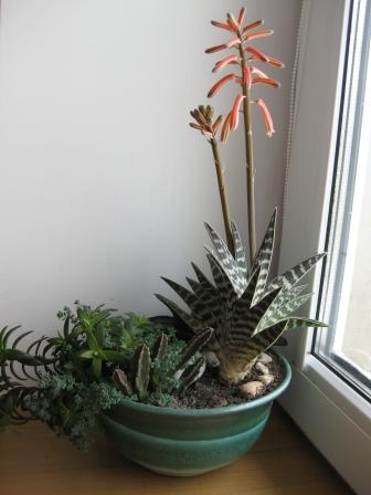 алое пёстрое с 2-мя цветоносами