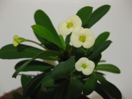 молочай Милля