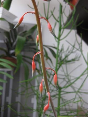 цветочки гастерии бородавчатой