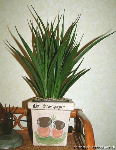 КИРКИ КУЛЬТИВАР ФРЕНДС.jpg