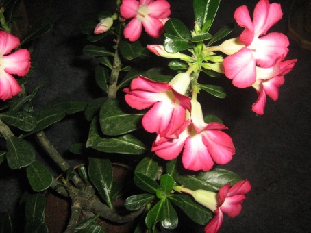 Изображение 962.jpg