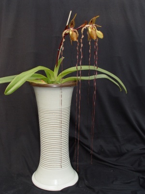 Paphiopedilum_sanderianum_2.sized.jpg