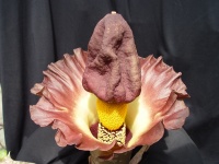 Amorphophalus_campanulatus.highlight.jpg