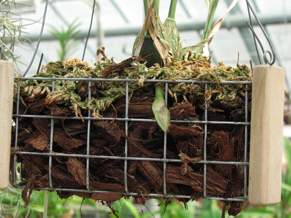 Stanhopea candida1.jpg