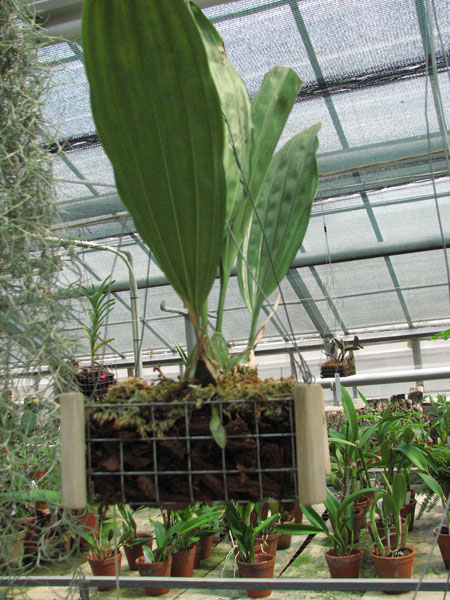 Stanhopea candida2.jpg