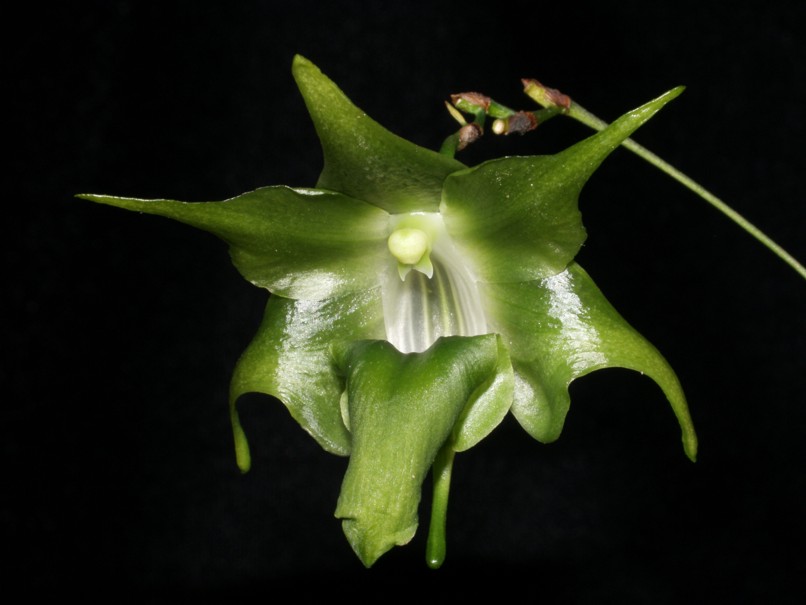 Aeranthes henrici.jpg