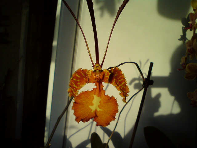 Мексиканец