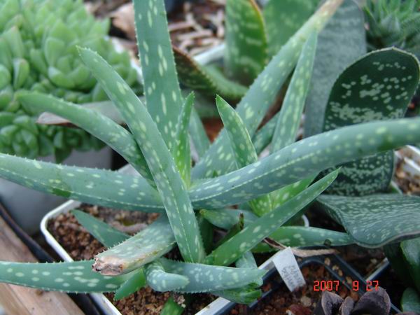 aloe_sp_5-b.jpg