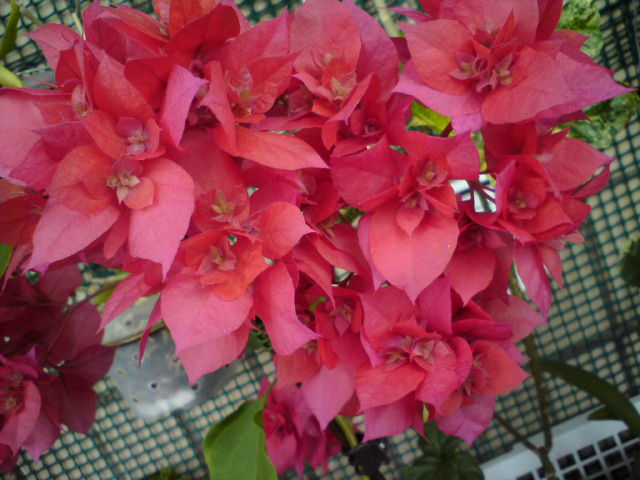 ВОТ-ВОТ ЧУДО СВЕРШИТСЯ!