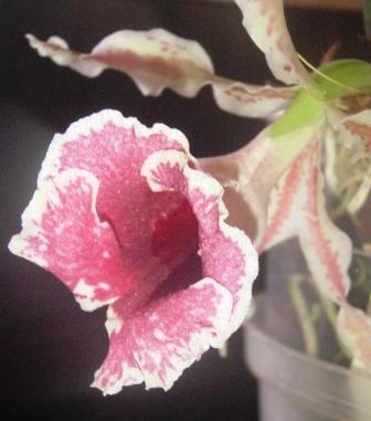 Изображение 336.jpg