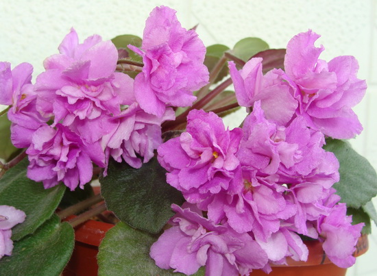 Honeysuckle Rose (Munk-Dattalo)