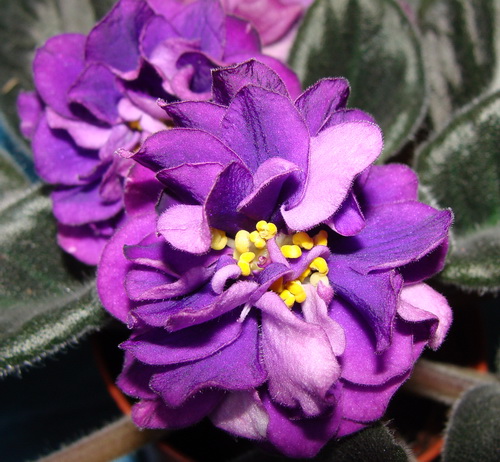 ЕК-Черная Жемчужина