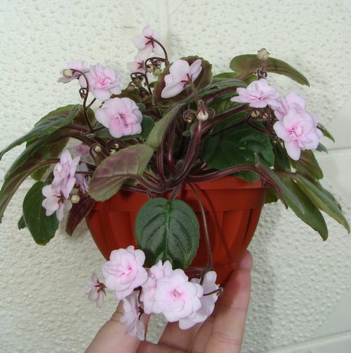 Rob's Vanilla Trail (R. Robinson)