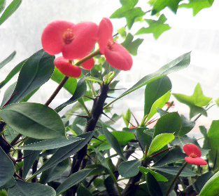 Молочай Милля 2.jpg