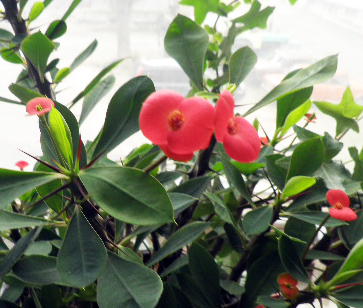 Молочай Милля 1.jpg