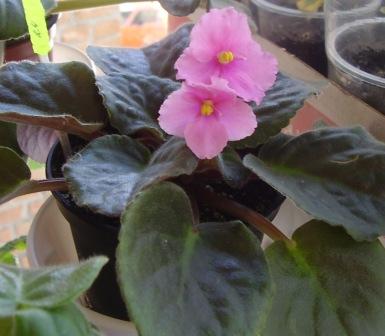 Первые цветочки