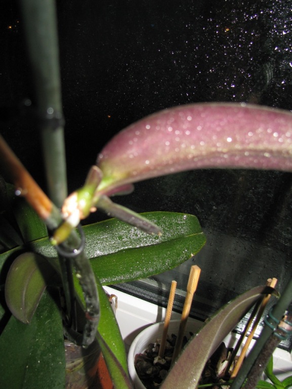 здесь виден корешок