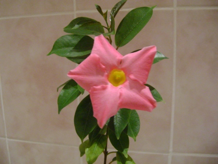 Розовая дипладения - покупалась как красная.