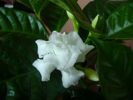 Табернемонтана