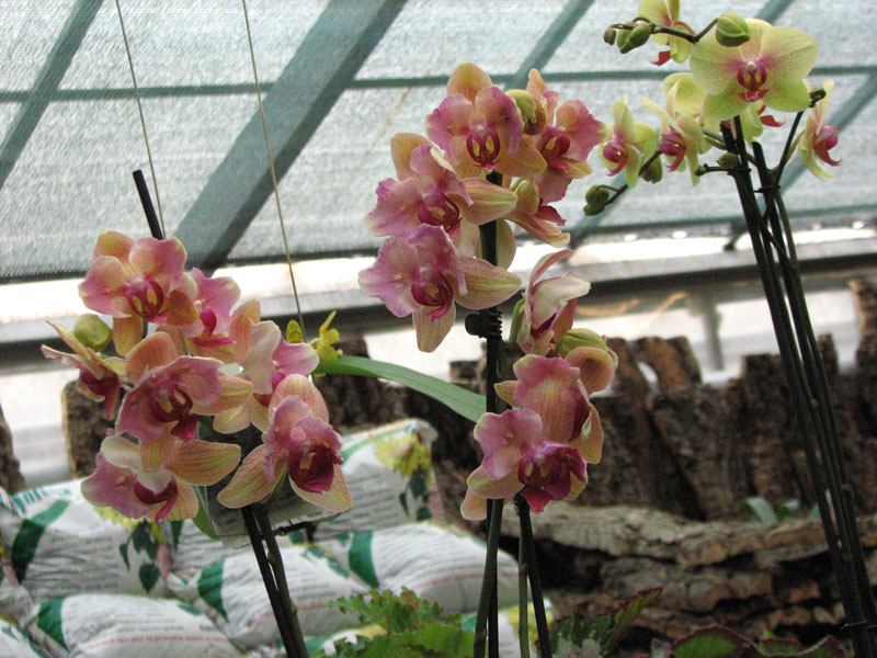 Phal hybr2.jpg