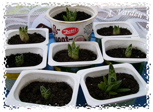 Aloe_variegata_2 (3).jpg