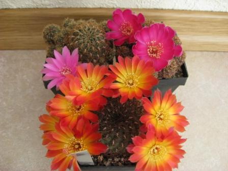 сулькоребуции